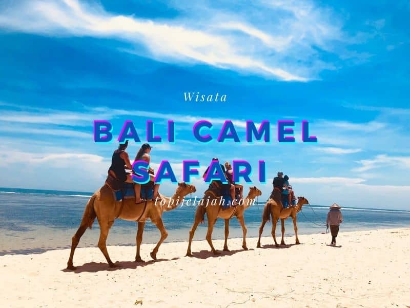 Bali Camel Safari: Wisata, Harga Naik Unta dan Lokasi